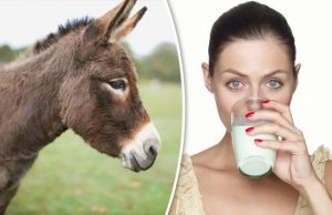 Les Dangers Méconnus du Lait d’Ânesse : Ce que Vous Devez Savoir Dangers Potentiels du Lait d’Ânesse