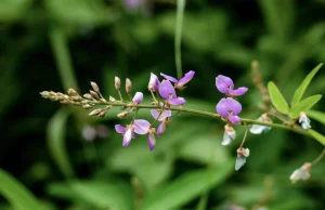 Desmodium : Les Bienfaits pour le Foie et la Santé Globale Bienfaits Desmodium