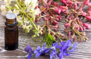 Fleurs de Bach pour Maigrir: Est-ce Réellement Efficace? Fleurs de Bach pour Maigrir