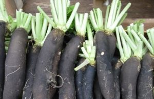 Radis Noir : Pourquoi et Comment l’Intégrer à Votre Alimentation Radis Noir