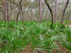 Saw Palmetto pour les Cheveux : Bienfaits et Utilisations Saw Palmetto