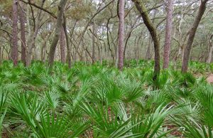 Saw Palmetto pour les Cheveux : Bienfaits et Utilisations Saw Palmetto