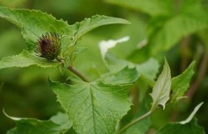 Les Propriétés du Costus Indien et Ses Bienfaits Costus Indien Bienfaits