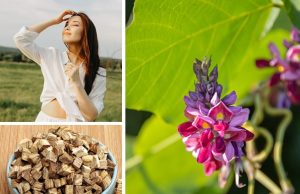 Kudzu : Les Bienfaits pour la Santé et le Bien-être Kudzu Bienfaits