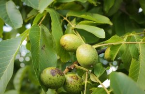 Cure du foie au brou de noix : bienfaits et conseils d’utilisation. Cure du foie au brou de noix