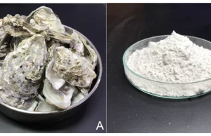 Quels sont les avantages et les précautions d’utilisation de la poudre de coquille d’huître ? poudre de coquille d’huître
