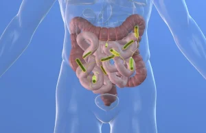 Flore intestinale déséquilibrée : quels sont les symptômes à surveiller ? flore intestinale déséquilibrée symptômes