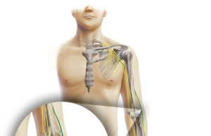 Quel est le trajet du nerf radial et quelles sont ses principales fonctions ? trajet du nerf radial