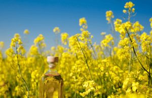 Bienfaits de l’huile de colza pour la santé Bienfaits de l’huile de colza