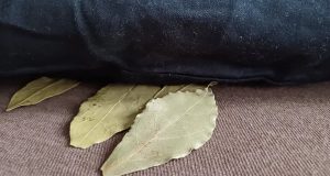 Pourquoi glisser du laurier sous l’oreiller feuille-de-laurier-sous-loreiller