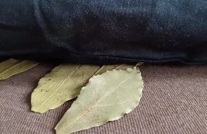 Pourquoi glisser du laurier sous l’oreiller feuille-de-laurier-sous-loreiller