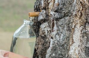 Sève de bouleau : attention aux effets secondaires seve-de-bouleau-effets-secondaires