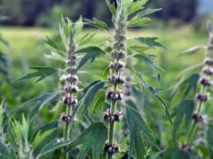 Agripaume : effets secondaires et contre-indications agripaume-effets-secondaires