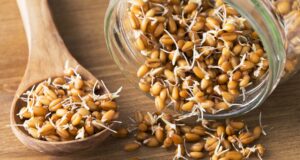 Germe de blé : bienfaits santé et nutriments essentiels germe-de-ble-bienfaits