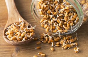 Germe de blé : bienfaits santé et nutriments essentiels germe-de-ble-bienfaits
