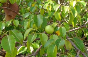 Hippomane mancinella : l’arbre le plus dangereux du monde hippomane-mancinella
