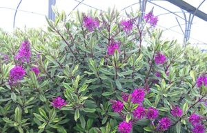 Plante véronique : propriétés et précautions d’usage plante-veronique
