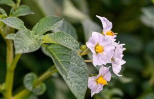 Plantes solanacées : liste, bienfaits et risques plantes-solanacees