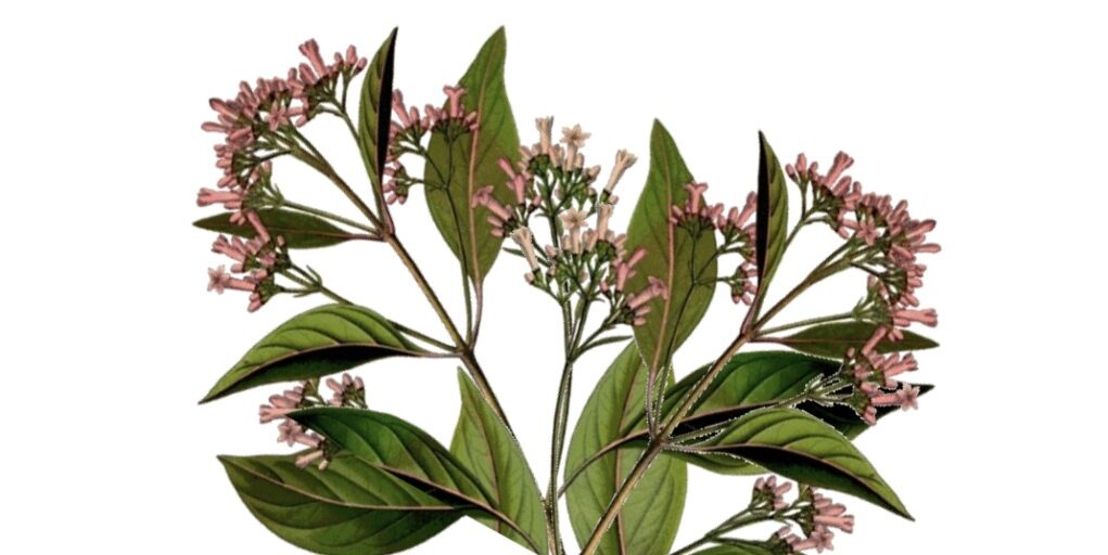quinine-bienfaits