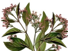 Bienfaits de la quinine : usages et effets secondaires quinine-bienfaits