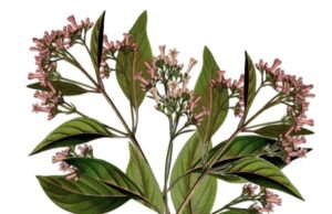 Bienfaits de la quinine : usages et effets secondaires quinine-bienfaits