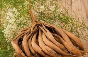 Shatavari : bienfaits pour femmes et équilibre hormonal shatavari-bienfaits