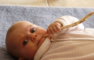 Racines de guimauve bébé : avis, bienfaits et précautions racines-de-guimauve-pour-bebe