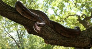 Rêver de serpent : signification profonde selon le contexte du rêve rever-de-serpent