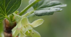 Bourgeon de cassis bienfaits : quels effets pour la santé bourgeon-de-cassis-bienfaits