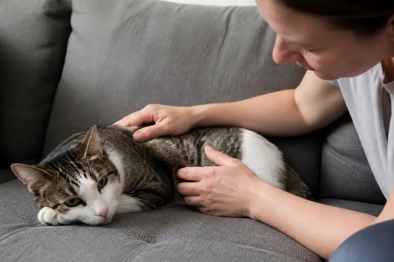 Propriétaire observant attentivement un chat présentant des signes potentiels d'empoisonnement.
